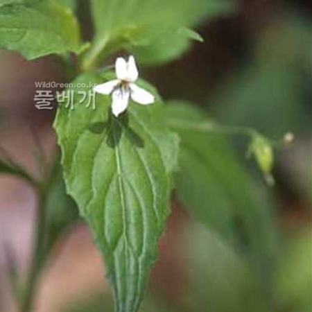 왕제비꽃(Viola websteri Hemsl.) : kplant1
