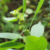 담배풀(Carpesium abrotanoides L.) : 여울목