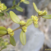 회양목(Buxus sinica (Rehder & E.H.Wilson) M.Cheng var. insularis (Nakai) M.Cheng) : 塞翁之馬