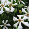 치자나무(Gardenia jasminoides Ellis var. jasminoides) : 난헌