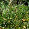 여우꼬리풀(Aletris glabra Bureau & Franch.) : 산들꽃