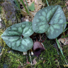개족도리풀(Asarum maculatum Nakai) : 벼루