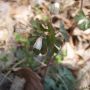 개구리발톱 : 봄까치꽃
