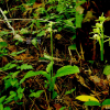 옥잠난초(Liparis kumokiri F.Maek.) : 산들꽃