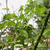 털개머루(Ampelopsis glandulosa (Wall.) Momiy.) : 塞翁之馬