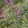 부처꽃(Lythrum salicaria L. subsp. anceps (Koehne) H.Hara) : habal