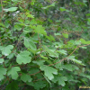 산조팝나무(Spiraea blumei G.Don) : 바지랑대