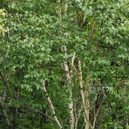 거제수나무(Betula costata Trautv.) : 통통배