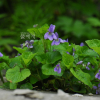 큰졸방제비꽃(Viola kusanoana Makino) : 통통배