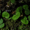 콩팥노루발(Pyrola renifolia Maxim.) : habal