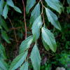 공조팝나무(Spiraea cantoniensis Lour.) : 추풍