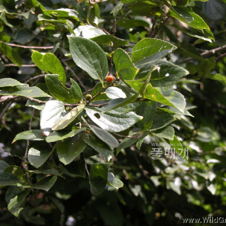 팽나무(Celtis sinensis Pers.) : habal