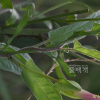 선메꽃(Calystegia dahurica (Herb.) Choisy) : 노루발