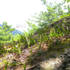 산일엽초(Lepisorus ussuriensis (Regel & Maack) Ching) : 산들꽃