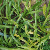 산일엽초(Lepisorus ussuriensis (Regel & Maack) Ching) : 산들꽃
