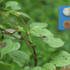 각시마(Dioscorea tenuipes Franch. & Sav.) : 통통배