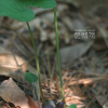 족도리풀(Asarum sieboldii Miq.) : 은빛향기
