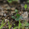 너도양지꽃(Sibbaldia procumbens L.) : 벼루