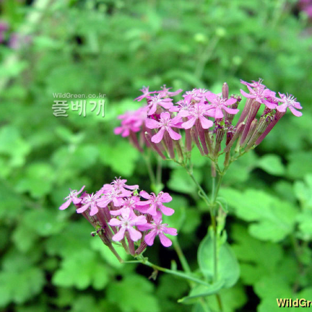 끈끈이대나물(Silene armeria L.) : 별꽃