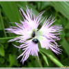 구름패랭이꽃(Dianthus superbus var. alpestris Kablik. ex Celak.) : 벼루