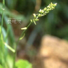 여우꼬리풀(Aletris glabra Bureau & Franch.) : 산들꽃