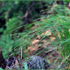실사초(Carex fernaldiana H.Lev. & Vaniot) : 추풍