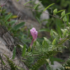 선메꽃(Calystegia dahurica (Herb.) Choisy) : 노루발