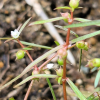 백운풀(Oldenlandia diffusa (Willd.) Roxb.) : 무심거사