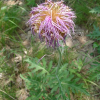 뻐꾹채(Leuzea uniflora (L.) Holub) : 벼루