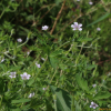 쥐손이풀(Geranium sibiricum L.) : 버들피리