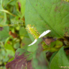 약모밀(Houttuynia cordata Thunb.) : 몽블랑