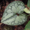 개족도리풀(Asarum maculatum Nakai) : 꽃천사