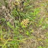 갯방풍(Glehnia littoralis F.Schmidt ex Miq.) : 晴嵐