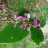 싸리(Lespedeza bicolor Turcz.) : 바지랑대