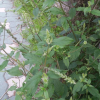 쇠무릎(Achyranthes bidentata Blume var. japonica Miq.) : 가야