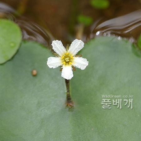 좀어리연꽃(Nymphoides coreana (Lev.) Hara) : 한라산길