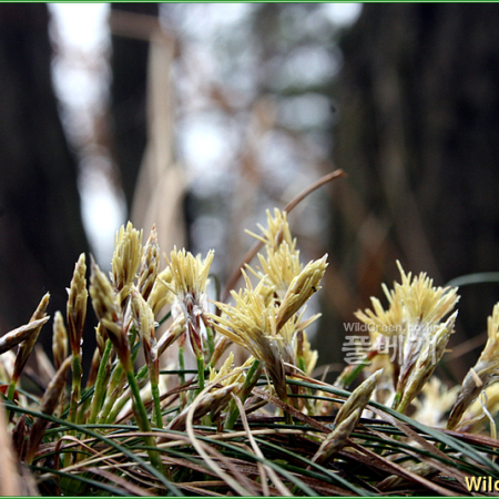 그늘사초(Carex lanceolata Boott) : 추풍