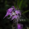 구름패랭이꽃(Dianthus superbus var. alpestris Kablik. ex Celak.) : 벼루