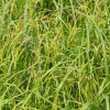 삿갓사초(Carex dispalata Boott) : 무심거사
