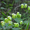 백부자(Aconitum coreanum (H.L?v.) Rapaics) : 산들꽃