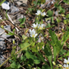 큰점나도나물(Cerastium fischerianum Ser.) : 무심거사