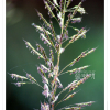 줄(Zizania latifolia (Griseb.) Turcz. ex Stapf) : 청암