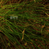 실사초(Carex fernaldiana H.Lev. & Vaniot) : 추풍