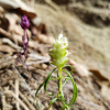 가는잎향유(Elsholtzia angustifolia (Loes.) Kitag.) : 추풍