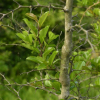 갯대추나무(Paliurus ramosissimus (Lour.) Poir.) : 통통배
