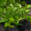 갯대추나무(Paliurus ramosissimus (Lour.) Poir.) : 통통배