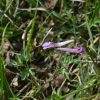 좀현호색(Corydalis decumbens (Thunb.) Pers.) : 청풍