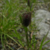 산조아재비(Phleum alpinum L.) : 통통배