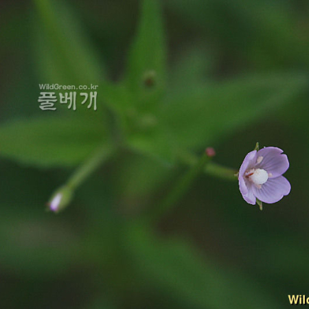돌바늘꽃(Epilobium amurense subsp. cephalostigma (Haussknecht) C. J. Chen et al) : 강촌