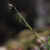 난사초(Carex lasiolepis Franch.) : 고들빼기